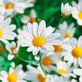Organic Chamomile