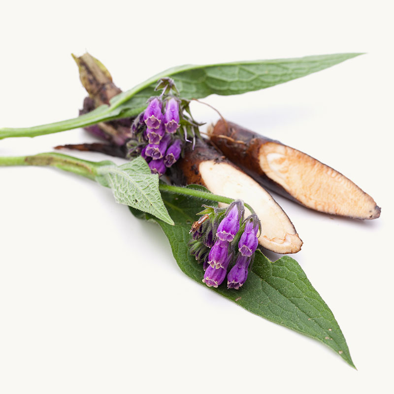 Organic Comfrey Root